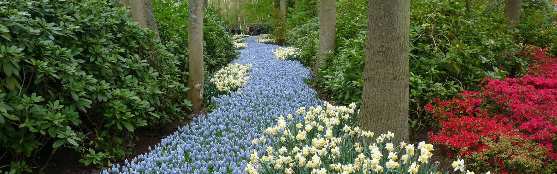 błękitny kwietnik w lesie