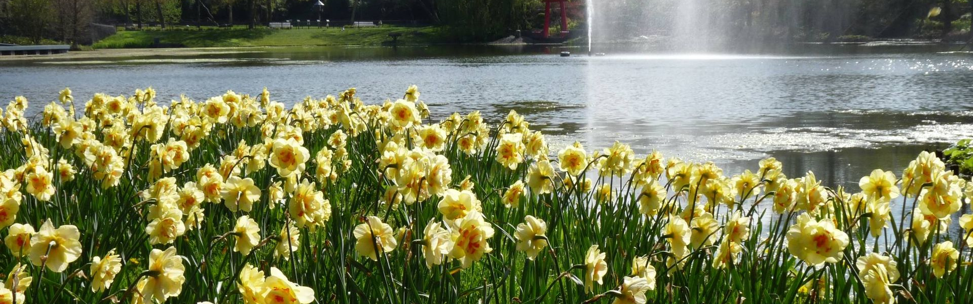 żółte kaczeńce, w tle staw i fontanna