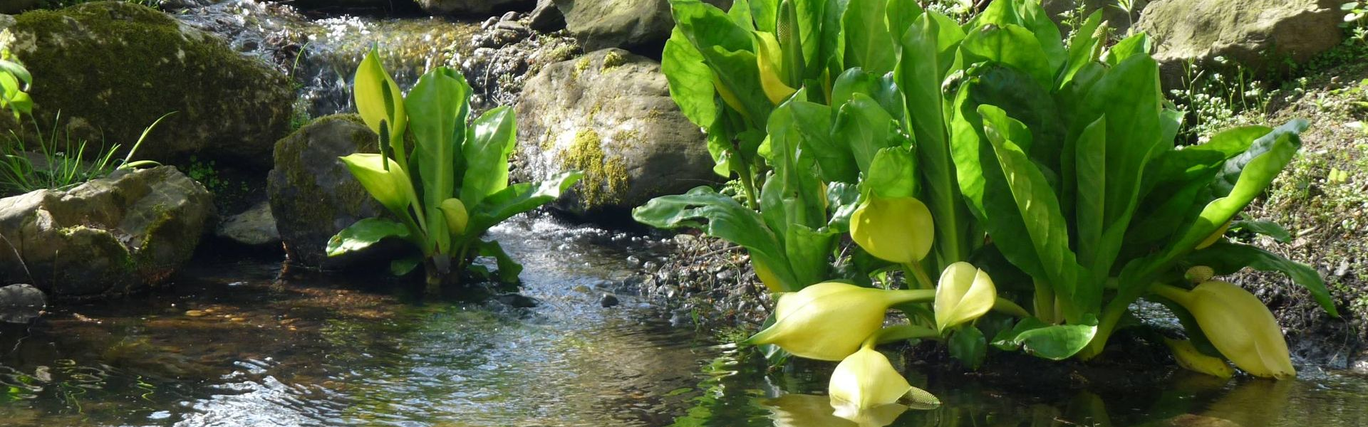 strumień i kwiaty