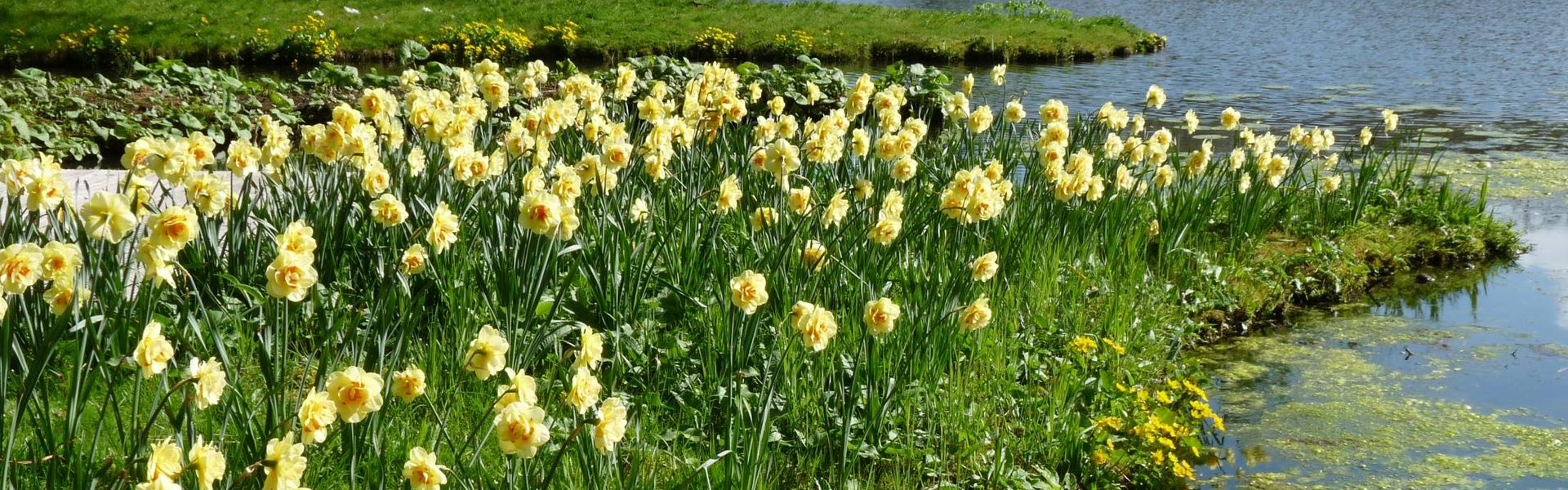 żółte kaczeńce nad strumieniem